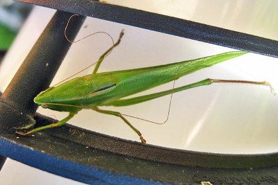 Katydid