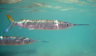 Ballyhoo - Hemiramphus brasiliensis