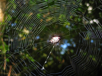 Spinybacked Orbweaver - Gasteracantha cancriformis