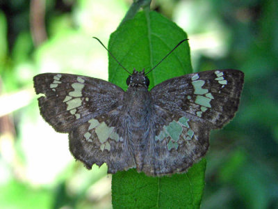 Glassy-winged Skipper - Xenophanes tryxus