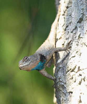 Lundells Spiny Lizard - Sceloporus lundelli