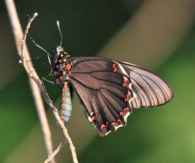 Polydamas Swallowtail - Battus polydamas