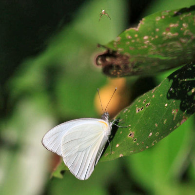 Florida White - Appias drusilla