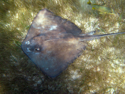 Southern Stingray - Hypanus americanus