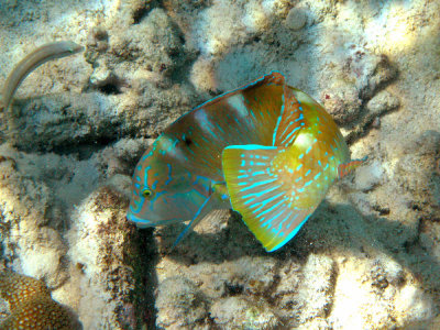 Puddingwife - Halichoeres radiatus