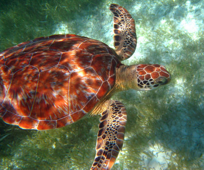 Green Turtle - Chelonia mydas