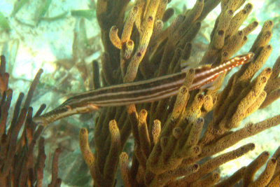 Western Atlantic Trumpetfish - Aulostomus maculatus