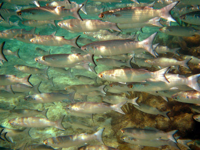 Redeye Mullet - Mugil rubrioculus