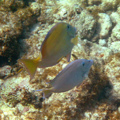 Caribbean Ocean Surgeonfish - Acanthurus tractus