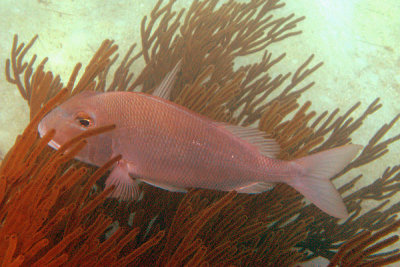 Calamus sp.