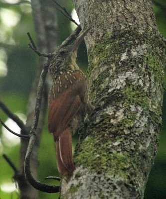 Ivory-billed Woodcreeper - Xiphorhynchus flavigaster