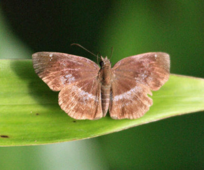 Brilliant Blue Skipper - Paches loxus (female)