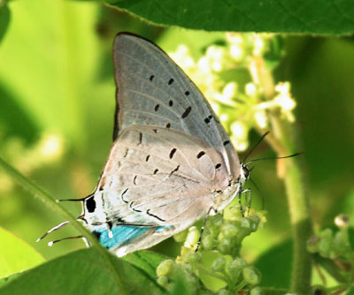 Sky-blue Greatstreak - Pseudolycaena damo