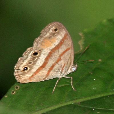 Gold-stained Satyr - Cissia pseudoconfusa