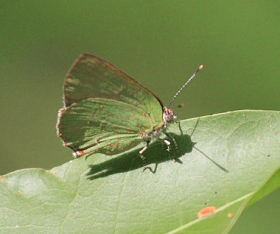 Goodson's Greenstreak - Cyanophrys goodsoni