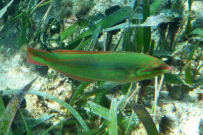 Clown Wrasse - Halichoeres maculipinna
