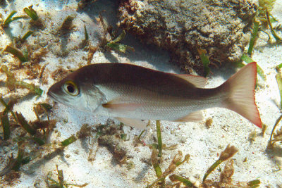Mahogany Snapper - Lutjanus mahogoni
