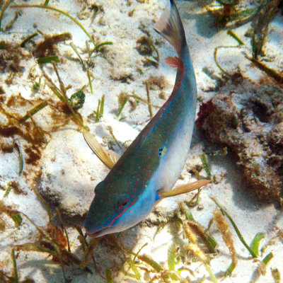 Redband Parrotfish - Sparisoma aurofrenatum