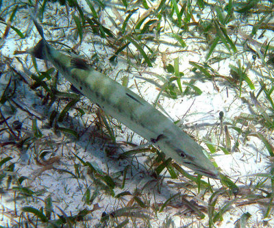 Great Barracuda - Sphyraena barracuda