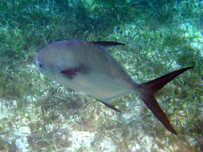 Permit - Trachinotus falcatus
