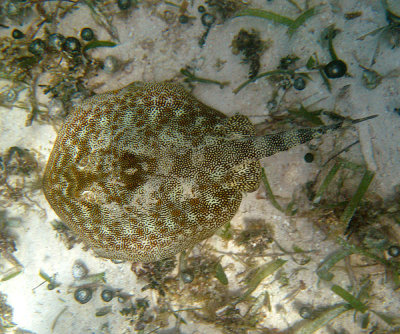 Yellow stingray - Urolophus jamaicensis