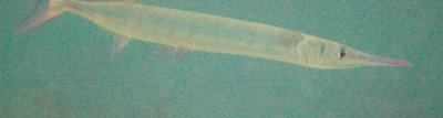 Needlefish (Belonidae)