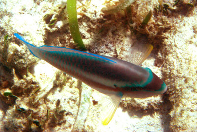 Striped Parrotfish - Scarus iseri