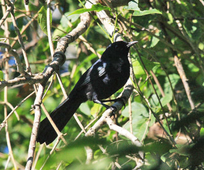 Black Catbird - Melanoptila glabrirostris