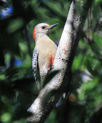 Yucatan Woodpecker - Melanerpes pygmaeus