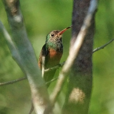 Buff-bellied Hummingbird - Amazilia yucatanensis