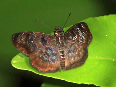 Blue-studded Skipper - Sostrata bifasciata