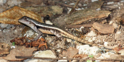 Yellow-spotted Spiny Lizard - Sceloporus chrysostictus