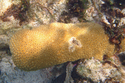 White Encrusting Zoanthid - Palythoa caribaeorum