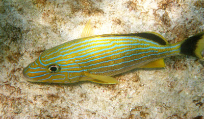 Blue Striped Grunt - Haemulon sciurus