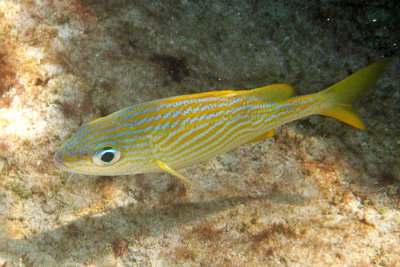 French Grunt - Haemulon flavolineatum