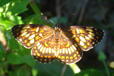 Theona Checkerspot - Chlosyne theona