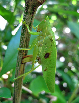 Erioloides sp.