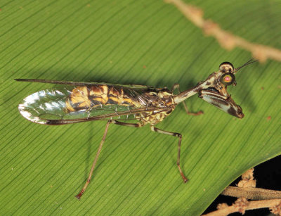Mantidfly - Mantispidae - Buyda phthisica