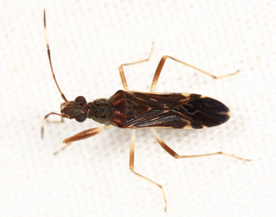 Honduras Rhyparochromidae (dirt-colored seed bugs)