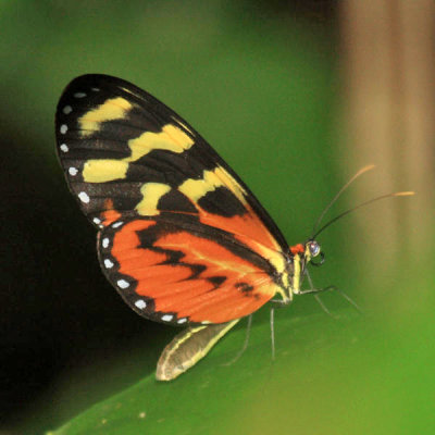 Disturbed Tigerwing - Mechanitis polymnia