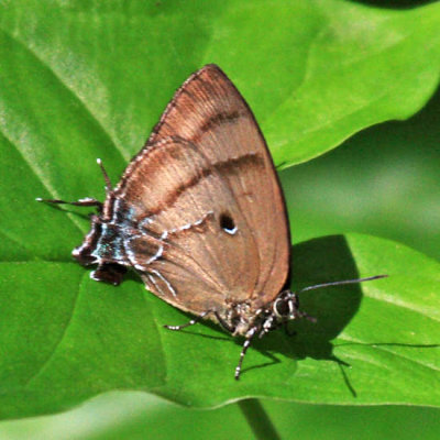 Pale-clubbed Greatstreak - Theritas hemon