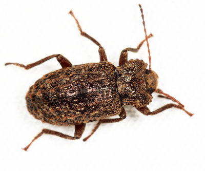 Honduras Tenebrionidae (darkling beetles)