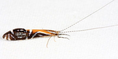 Honduras Trichoptera (Caddisflies)