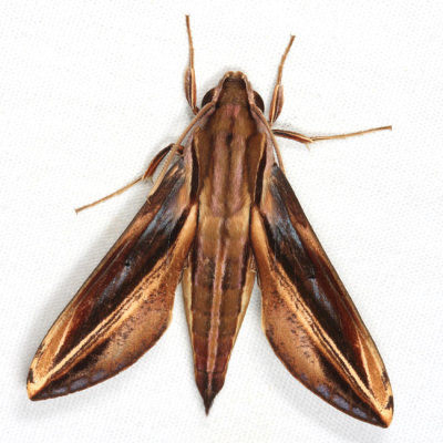 Xylophanes thyelia