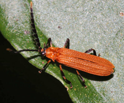 Honduras Lycidae (net-winged beetles)