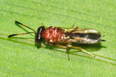 Pteromalidae - Diparinae