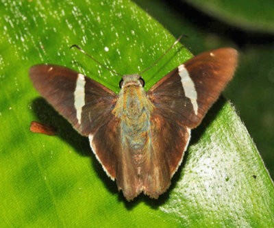 Narrow Banded-Skipper - Autochton longipennis