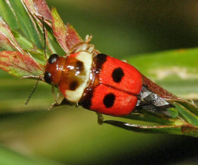 Megalopodinae - Griburius personatus