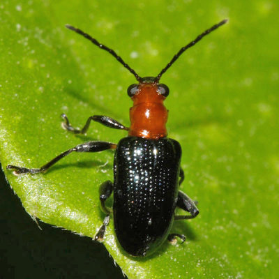 Oulema sp.