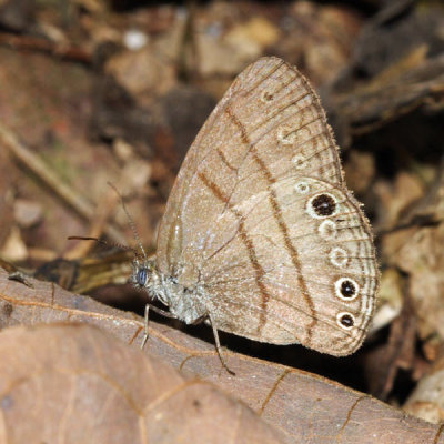 Carolina Satyr - Hermeuptychia sosybius